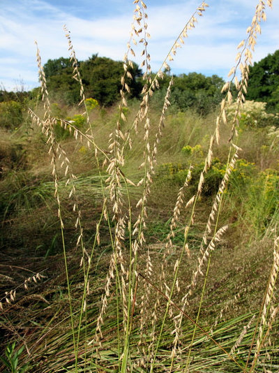 Landscape Bouteloua Curtipendula / Sideoats Grass