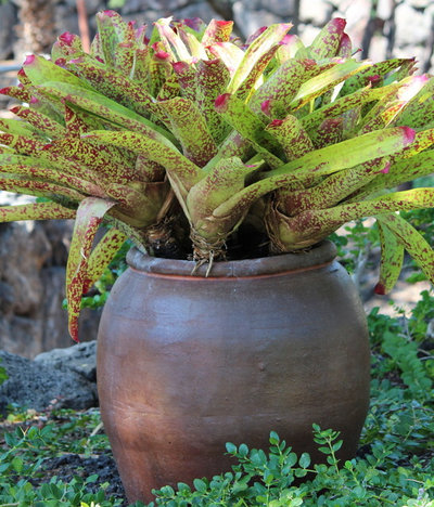 Take-Home Planting Ideas from the Big Island