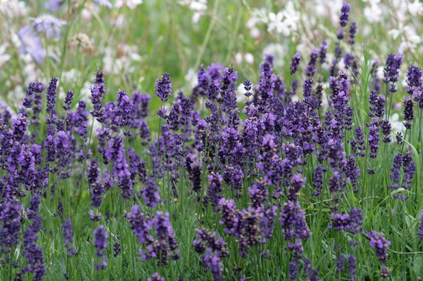 Traditional Garden by Laara Copley-Smith Garden & Landscape Design
