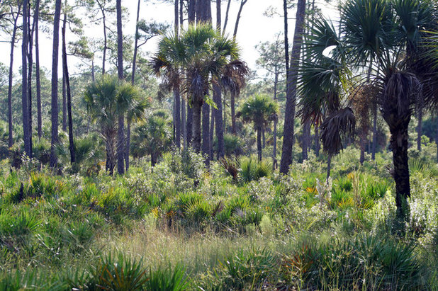 Great Design Plant: Sabal Palm