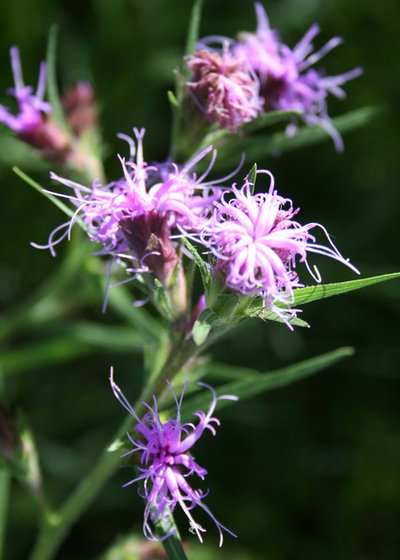 Landscape by Benjamin Vogt / Monarch Gardens