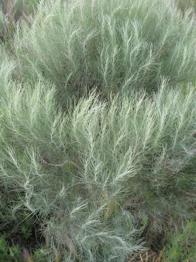 Landscape by Susan J Tweit