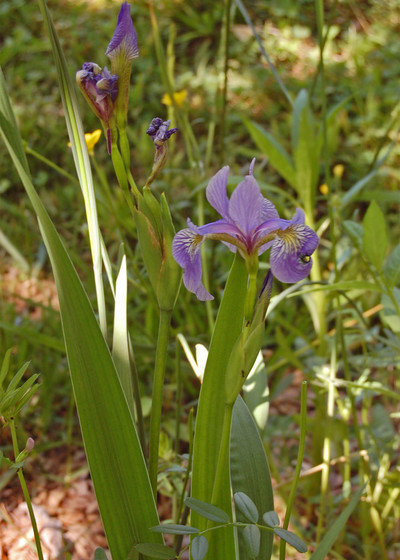 Rustic Landscape Iris versicolor