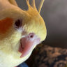 Yellow Bird's photo