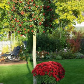 Foto von Garten & Landschaftsbau Arnold