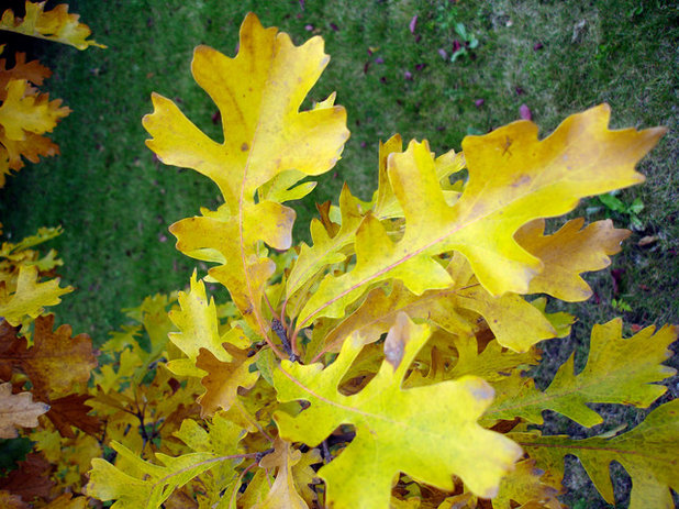 Landscape Bur Oak Leaves in Fall