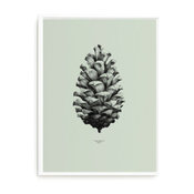 Form Us With Love Worlds Largest Pine Cone