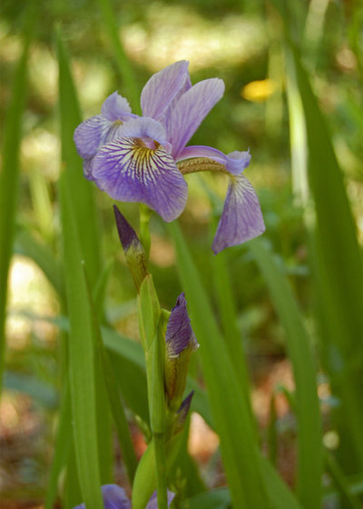 Landscape Iris versicolor