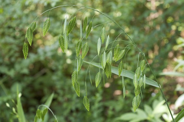 River oats (Chasmanthium latifolium)