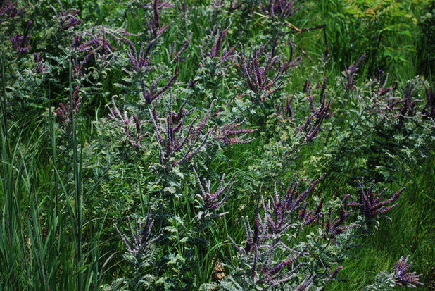 Landscape Lead Plant / Amorpha canascens