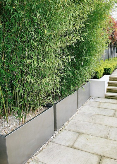 Modern Garden by Laara Copley-Smith Garden & Landscape Design