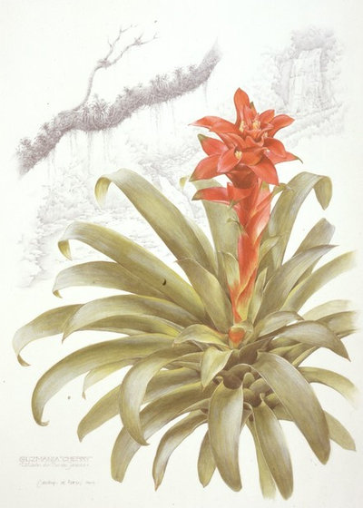 Brazil: A Powerhouse of Plants