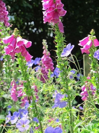 Traditional  by Fenton Roberts Garden Design