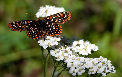 Natural Ways To Get Rid Of Perennials 92