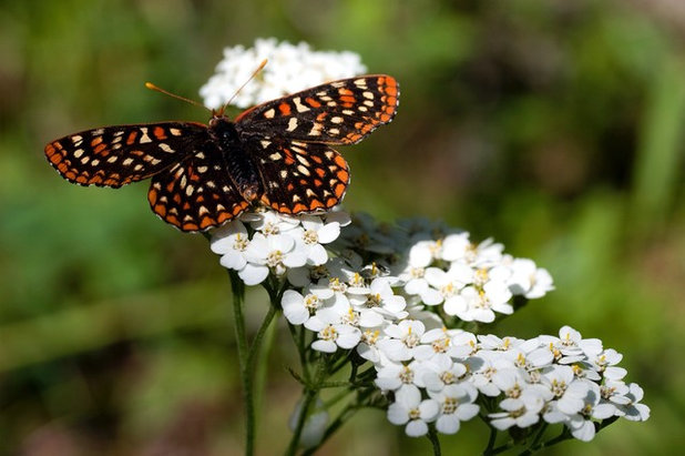 Landscape Butterfly on Yarrow