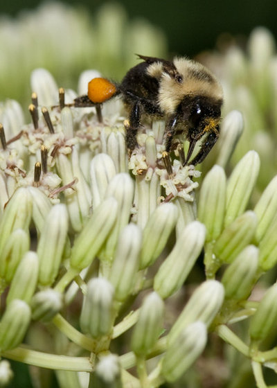 Landscape by Holm Design & Consulting LLC