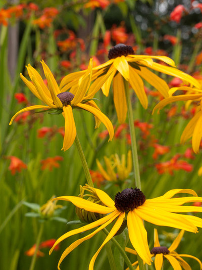 Traditional Garden by Le jardinet