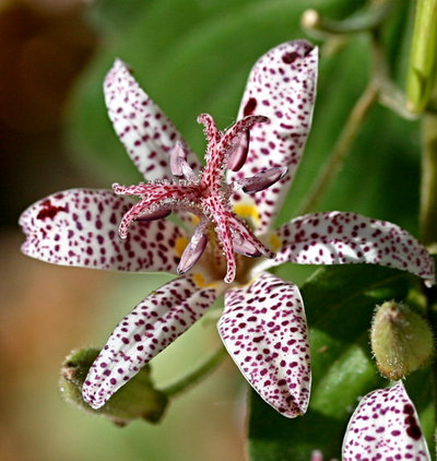 Traditional Landscape Toad lily, Photo by Shotaku
