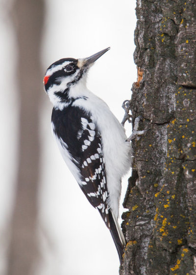 Backyard Birds: Habitat for Woodpeckers