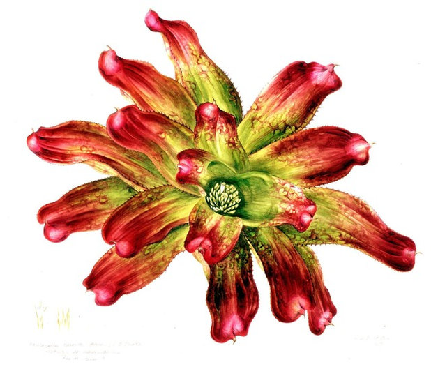 Brazil: A Powerhouse of Plants