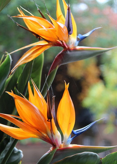 Take-Home Planting Ideas from the Big Island