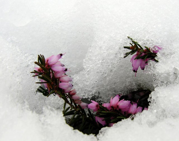 Garden by Linda