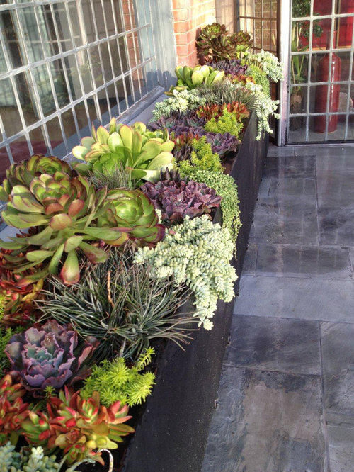 Sophie Lier Drought Tolerant Flowering Plants For Containers 39 best