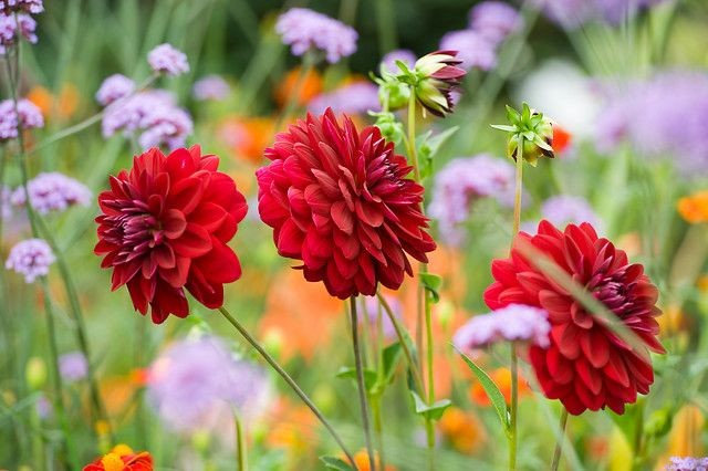 Ask a garden designer: What do I do in the garden in May