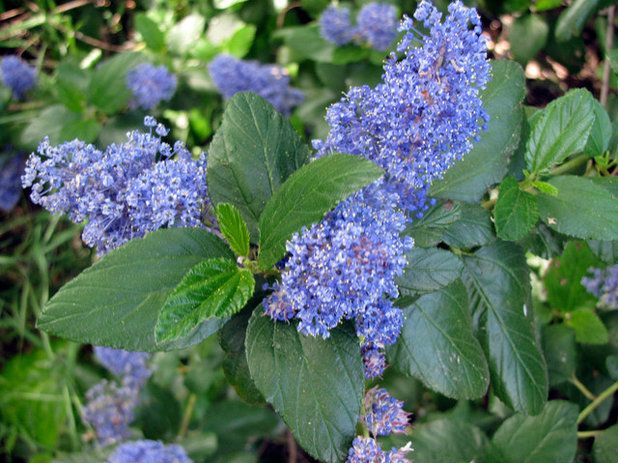 Garden Ceanothus