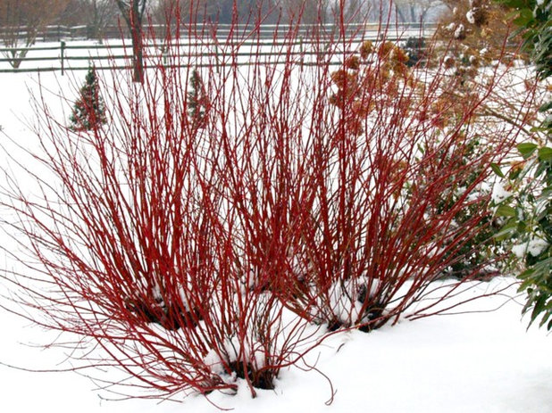 Traditional Garden by Proven Winners
