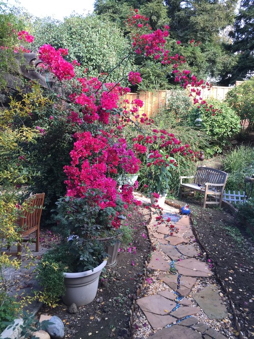 need ideas for shrubs or bushes low growing colorful thank you need ideas for shrubs or bushes low growing colorful thank you