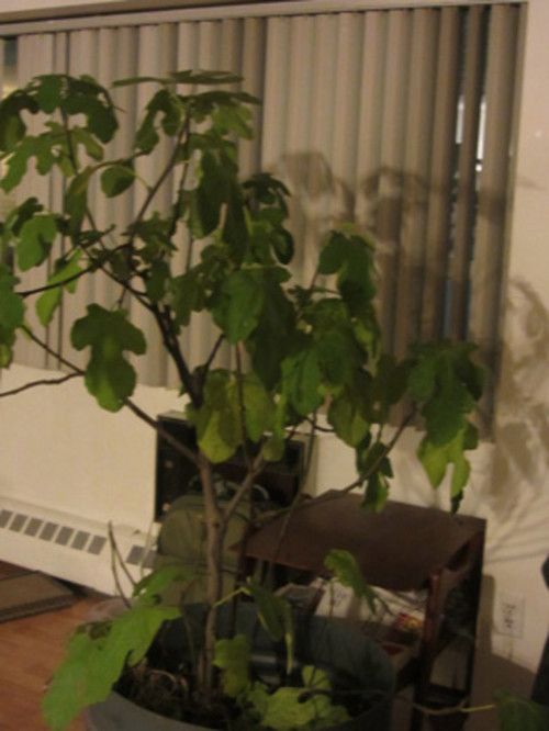 How to care for Fig trees in pots over the winter