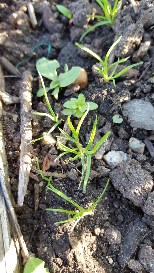 does this look like a grass weed does this look like a grass weed