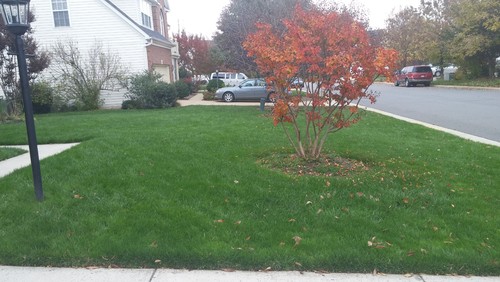 How Do I Treat Brown Patch In My Lawn