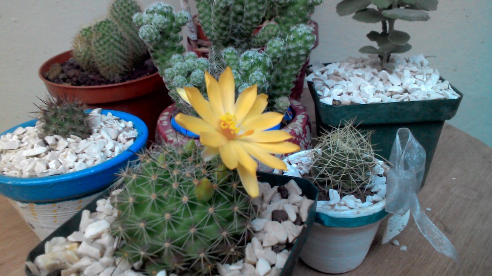 ID. Mammillaria, please Home-design