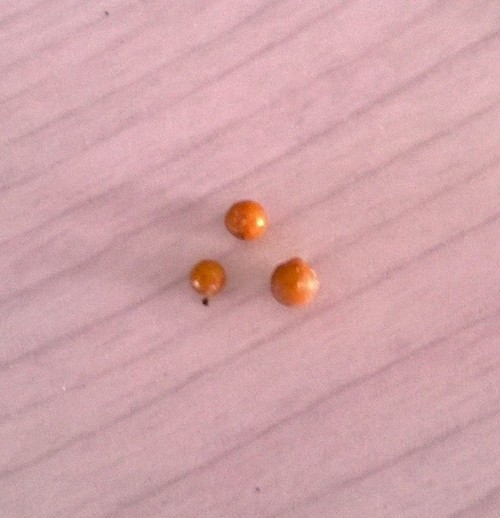 mysterious liquidfilled yellowish balls in soil