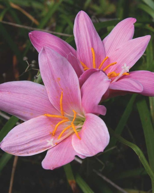 Zephyranthes Pink Rain Lily Zephyranthes grandiflora by Southern