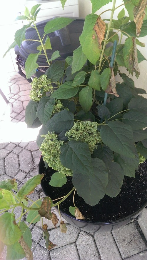 Hydrangea Annabelle  Will it grow in Florida?