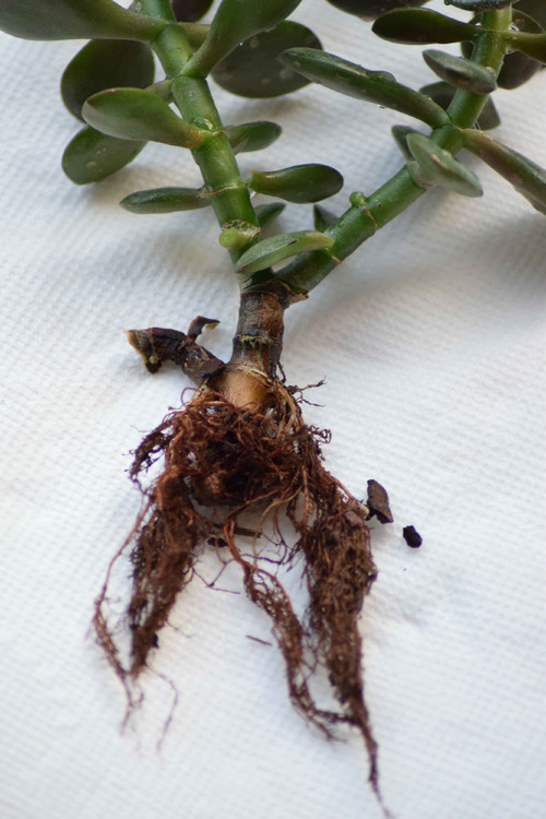 Jade droopy Please help, do these roots look ok?