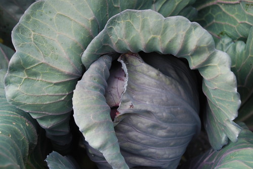 blue cabbage