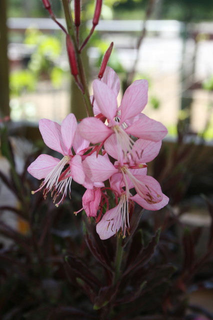 Florida Friendly Plants I Use - Other - by Tulinda's Garden, LLC