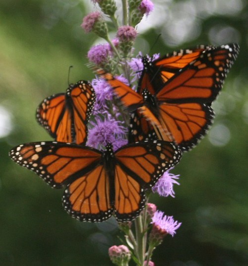 How to Build a Butterfly Garden