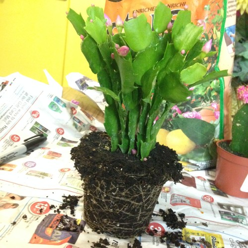 repotting christmas cactus repotting christmas cactus
