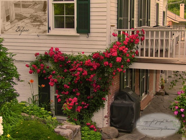 Climbing Rose - Traditional - Landscape - new york - by Summerset