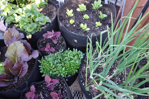 023.Bernal Heights Greenhouse