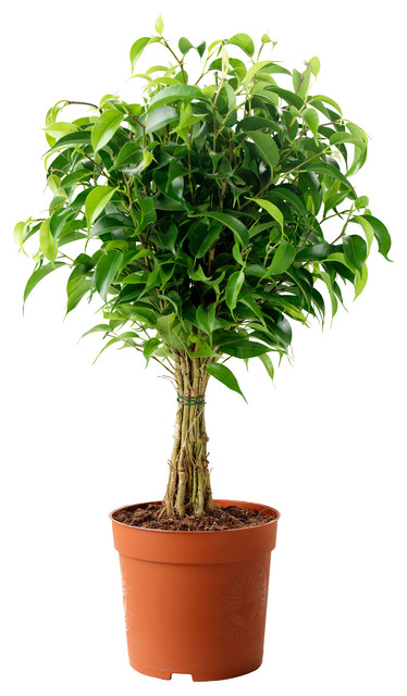 FICUS BENJAMINA 'NATASJA' BauhausLook Blumen & Pflanzen von IKEA