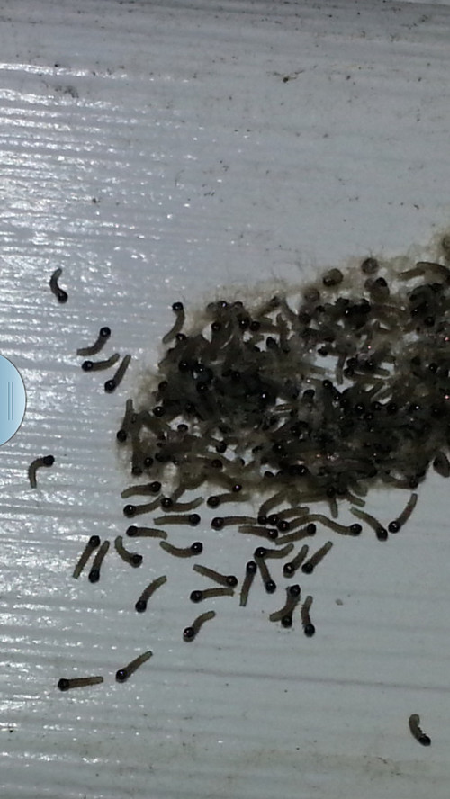 Moth Larvae On Ceiling Zuhause Image Idee Identify These Critters