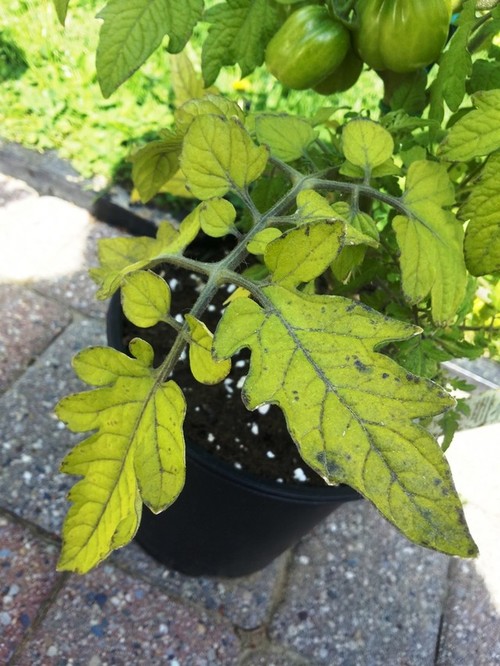 Opinion tomatoes turning black on the bottom join. And Remarkable, tomatoes turning black on the bottom helpful