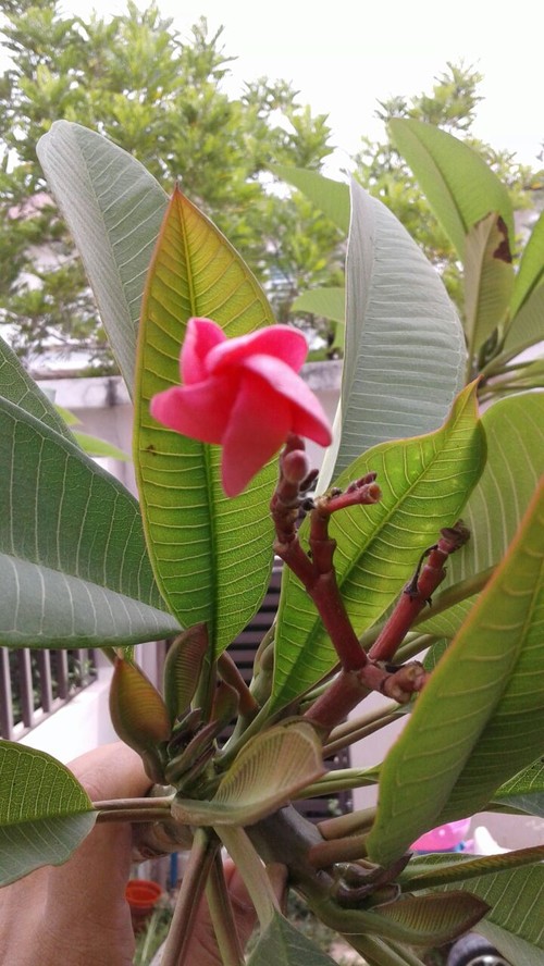 Want to transplant my first Plumeria in the ground&hellip;