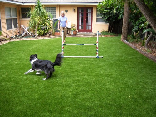 Tipps der Tierärztin So wird Ihr Hund glücklich im Garten bildderfrau.de